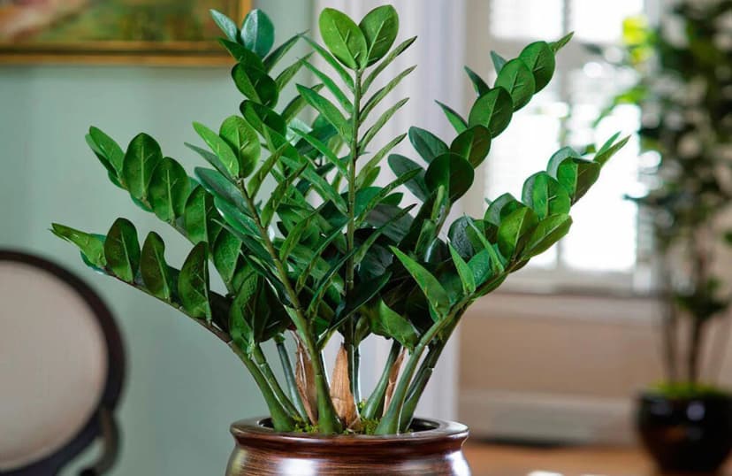 Zamioculcas plant